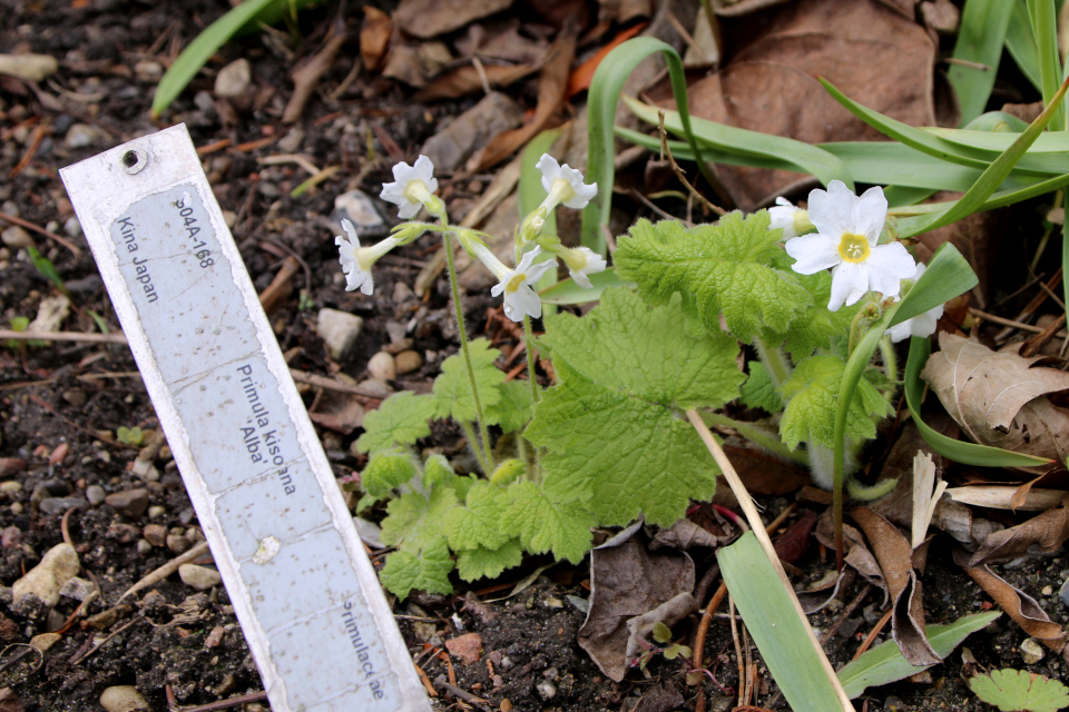 Примула Кисоанская (лат. Primula kisoana alba). Ботанический сад Орхус, Дания. 30 апреля 2023 