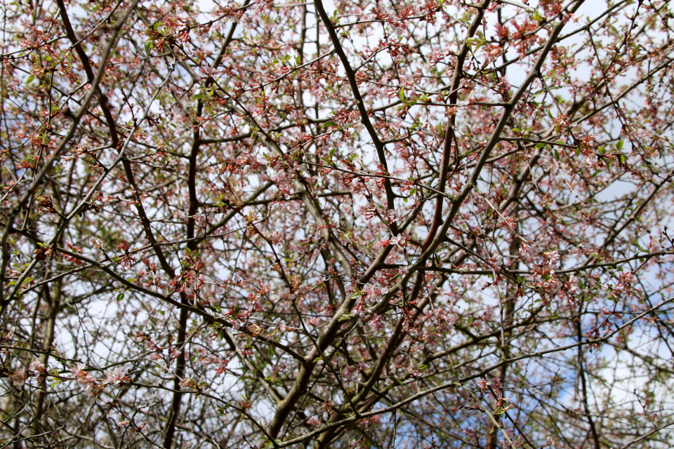 Микровишня Вишня мелкоплодная (лат. Prunus microcarpa var. microcarpa). Ботанический сад Орхус, Дания. 30 апреля 2023