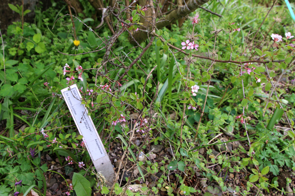 Микровишня Вишня мелкоплодная (лат. Prunus microcarpa var. microcarpa). Ботанический сад Орхус, Дания. 30 апреля 2023 