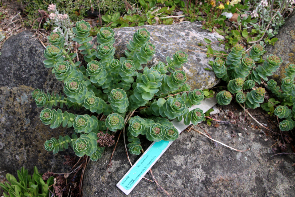 Родиола розовая (дат. Rosenrod, лат. Rhodiola rosea). Ботанический сад Орхус, Дания. 30 апреля 2023