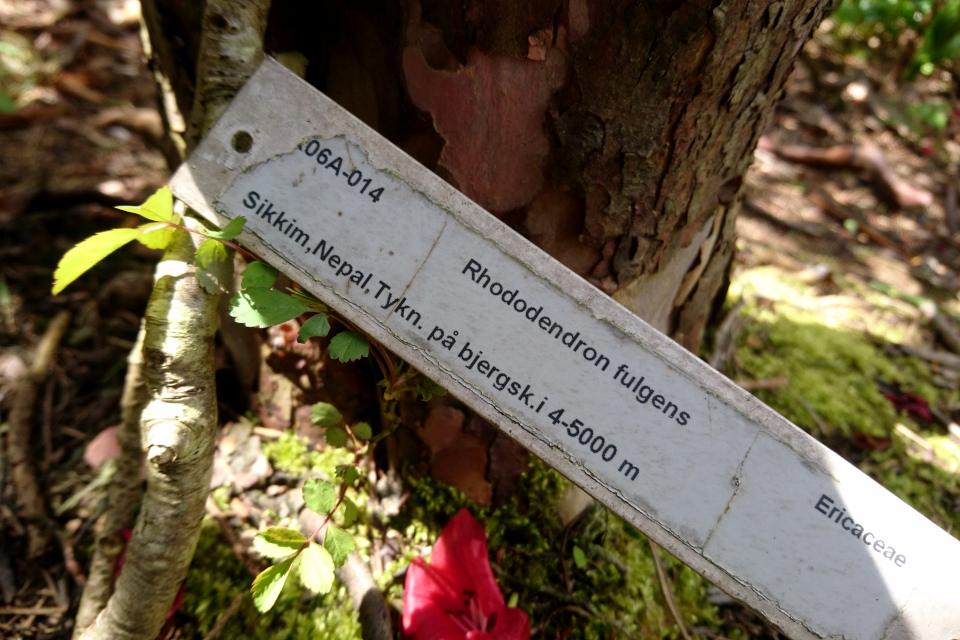 Рододендрон фулгенс (лат. Rhododendron fulgens), Ботанический сад Орхус 30 апреля 2023, Дания