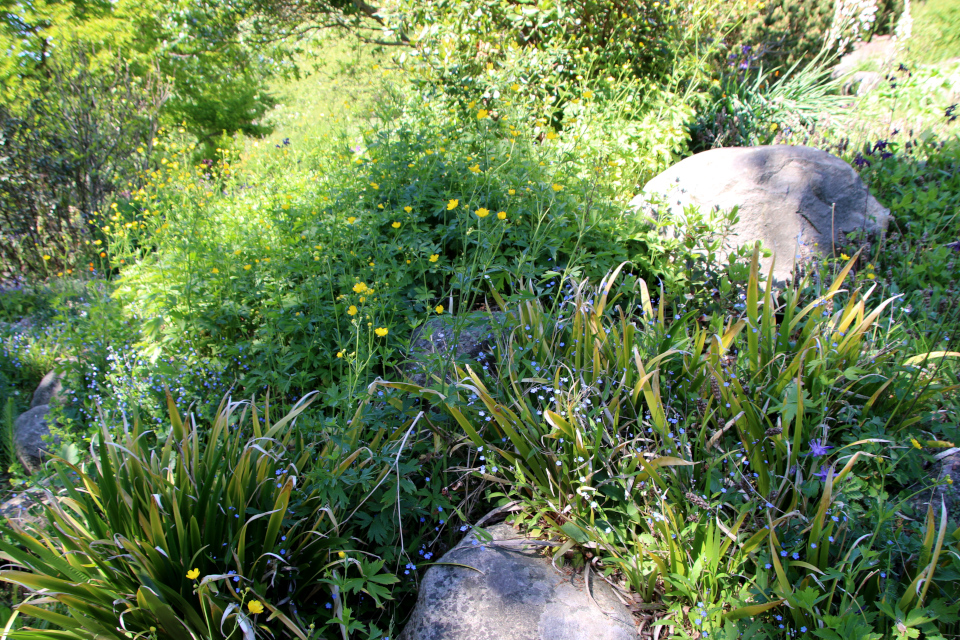 Ирис вонючий (дат. Stinkende lis, лат. Iris foetidissima), Пупочник блестящий (дат. Kærminde, лат. Omphalodes nitida). Ботанический сад Орхус 28 мая 2023, Дания 