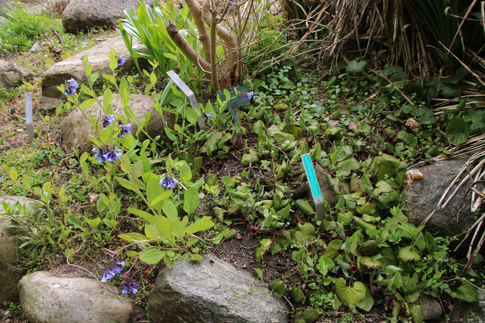 Копытень хвостатый (дат. Hasselurt, лат. Asarum caudatum), Мертензия виргинская (лат. Mertensia virginica), Ботанический сад Орхус 30 апреля 2023, Дания 