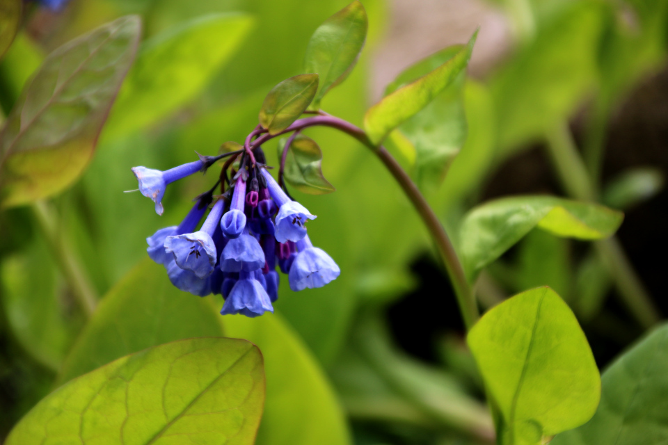 Мертензия виргинская (лат. Mertensia virginica), Ботанический сад Орхус 30 апреля 2023, Дания