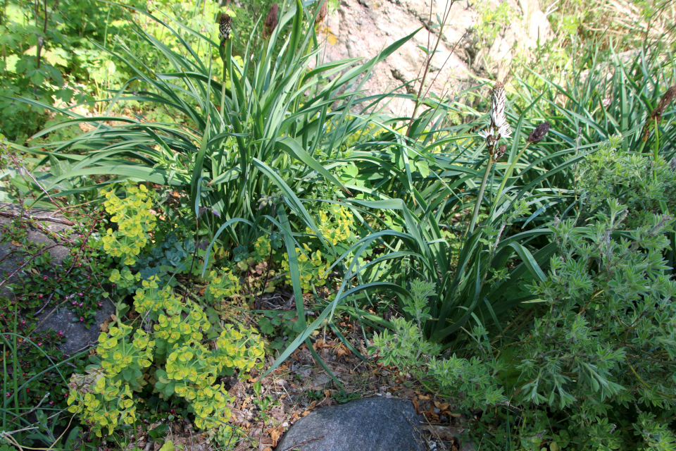 Асфоделус белый (дат. Hvid affodil, лат. Asphodelus albus). Ботанический сад Орхус 12 мая 2023, Дания 