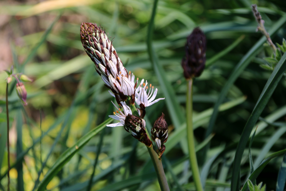 Асфоделус белый (дат. Hvid affodil, лат. Asphodelus albus). Ботанический сад Орхус 12 мая 2023, Дания 