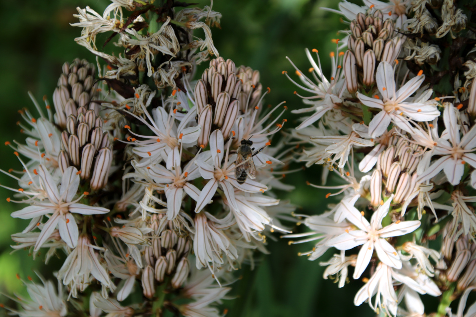 Асфоделус белый (дат. Hvid affodil, лат. Asphodelus albus). Ботанический сад г. Орхус, Дания. 28 мая 2023 