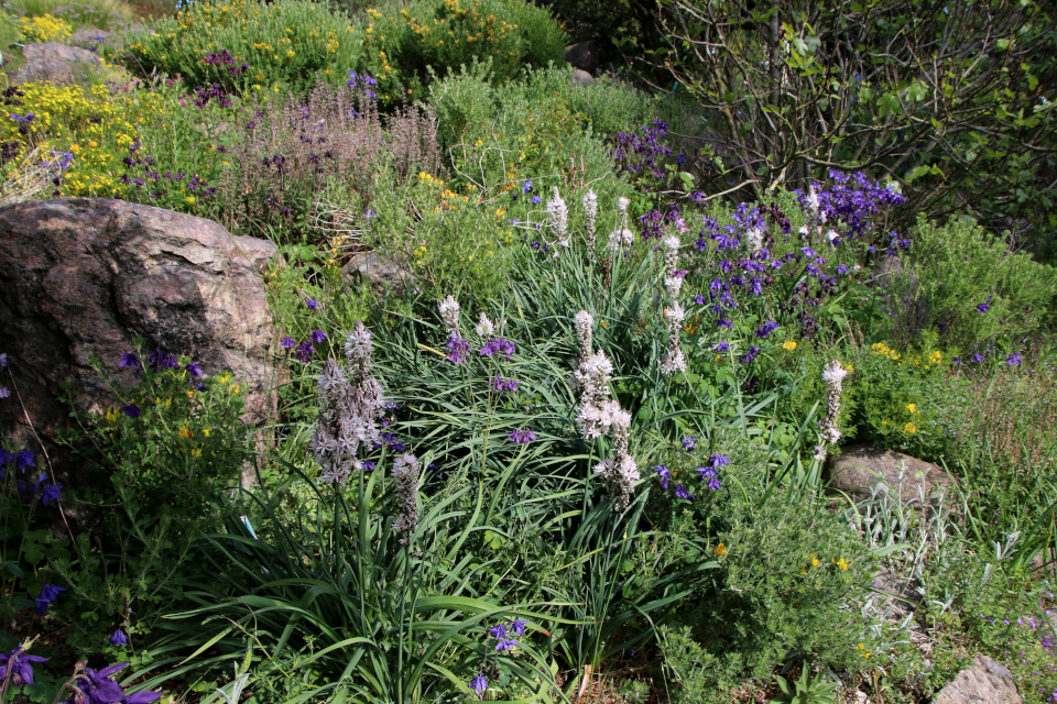 Асфоделус белый (дат. Hvid affodil, лат. Asphodelus albus). Ботанический сад Орхус 28 мая 2023, Дания 