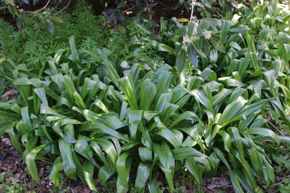 Безвременник (дат. Høsttidløs, лат. Colchicum). Ботанический сад Орхус 12 мая 2023, Дания 