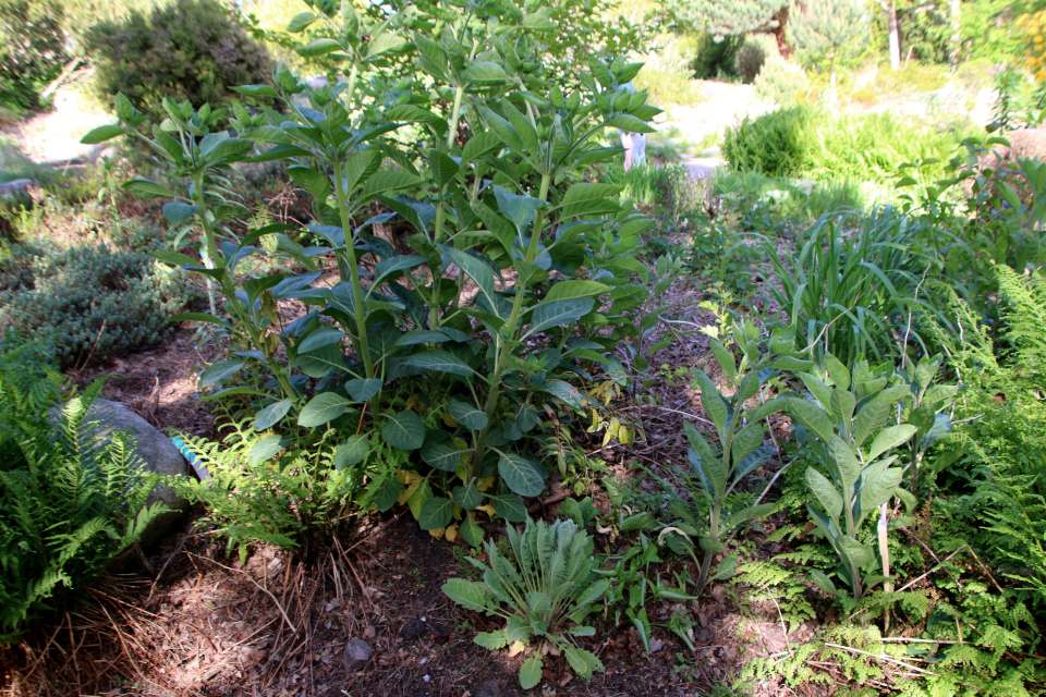 Беладонна (дат. Galnebær, лат. Atropa belladonna), Меконопсис метельчатый (дат. Valmuesøster, лат. Meconopsis paniculata). Ботанический сад Орхус 28 мая 2023, Дания 