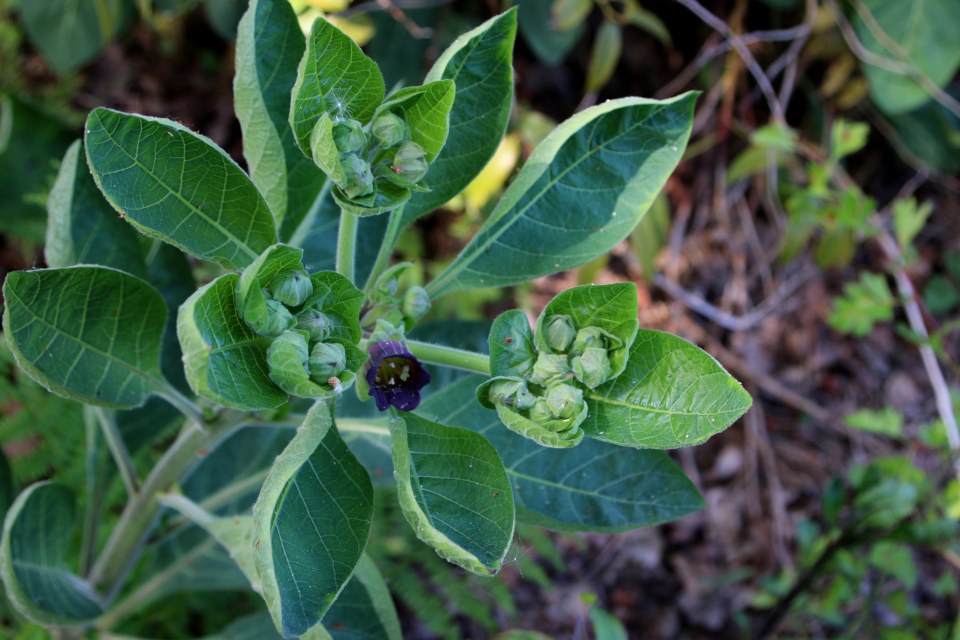 Беладонна (дат. Galnebær, лат. Atropa belladonna). Ботанический сад Орхус 28 мая 2023, Дания 