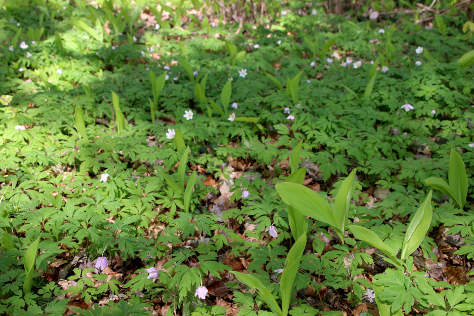 Ландыш майский (дат. Liljekonval, лат. Convallaria majalis). Трельде-Нэс (Trelde Næs), Фредерисия, Дания. 7 мая 2023 