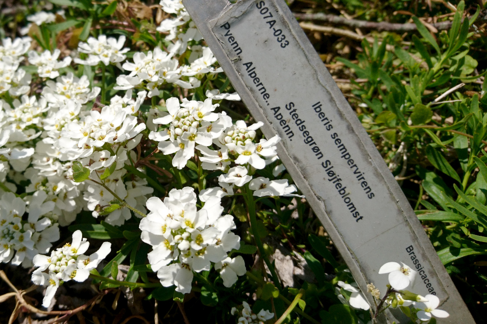 Вечнозеленый иберис (дат. Almindelig sløjfeblomst / Snepude, лат. Iberis sempervirens). Ботанический сад, 12 мая 2023. Орхус, Дания 