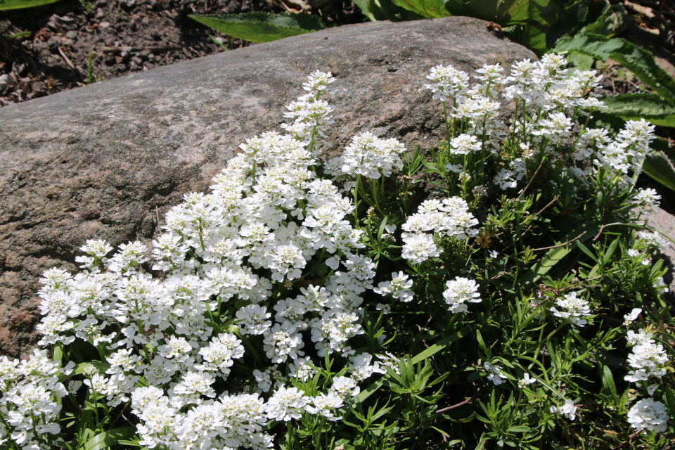 Вечнозеленый иберис (дат. Almindelig sløjfeblomst / Snepude, лат. Iberis sempervirens). Ботанический сад, 12 мая 2023. Орхус, Дания 