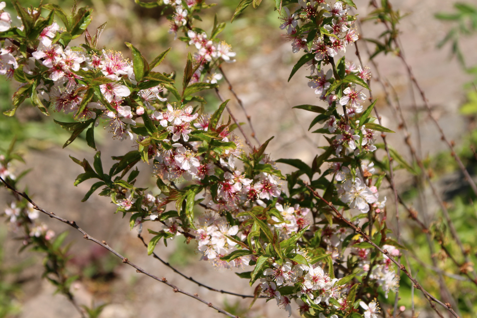 Вишня железистая (дат. Kinesisk Mandel Kirsebær, лат. Prunus Glandulosa). Ботанический сад Орхус 12 мая 2023, Дания 