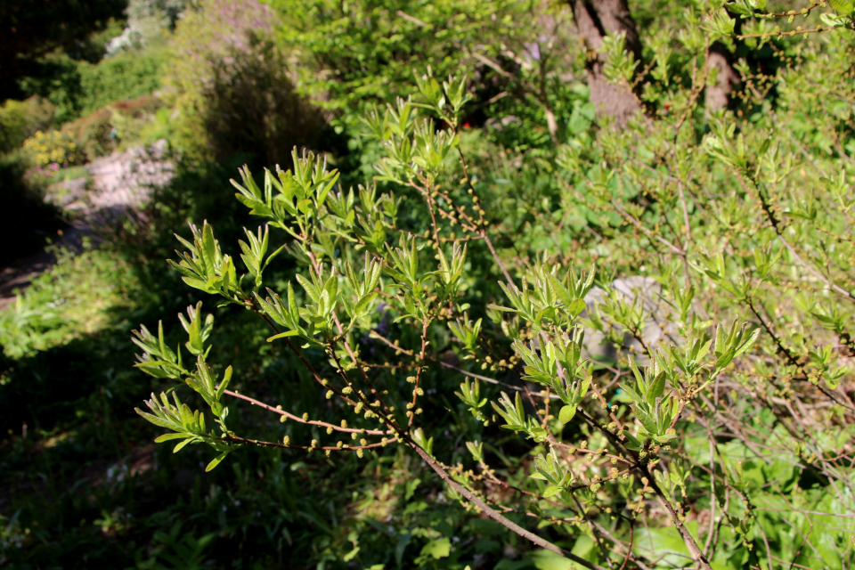 Восковник пенсильванский (дат. Pensylvansk Vokspors, лат. Myrica pensylvanica). Ботанический сад Орхус 28 мая 2023, Дания 