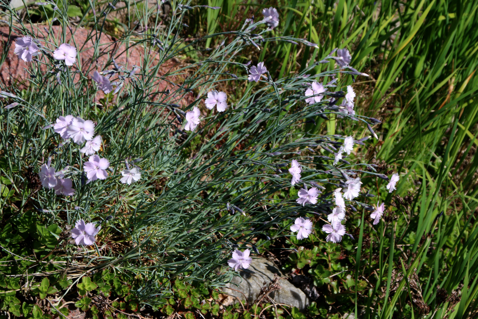 Гвоздика перистая (дат. Fjer-Nellike, лат. Dianthus plumarius). Ботанический сад г. Орхус, Дания. 28 мая 2023 