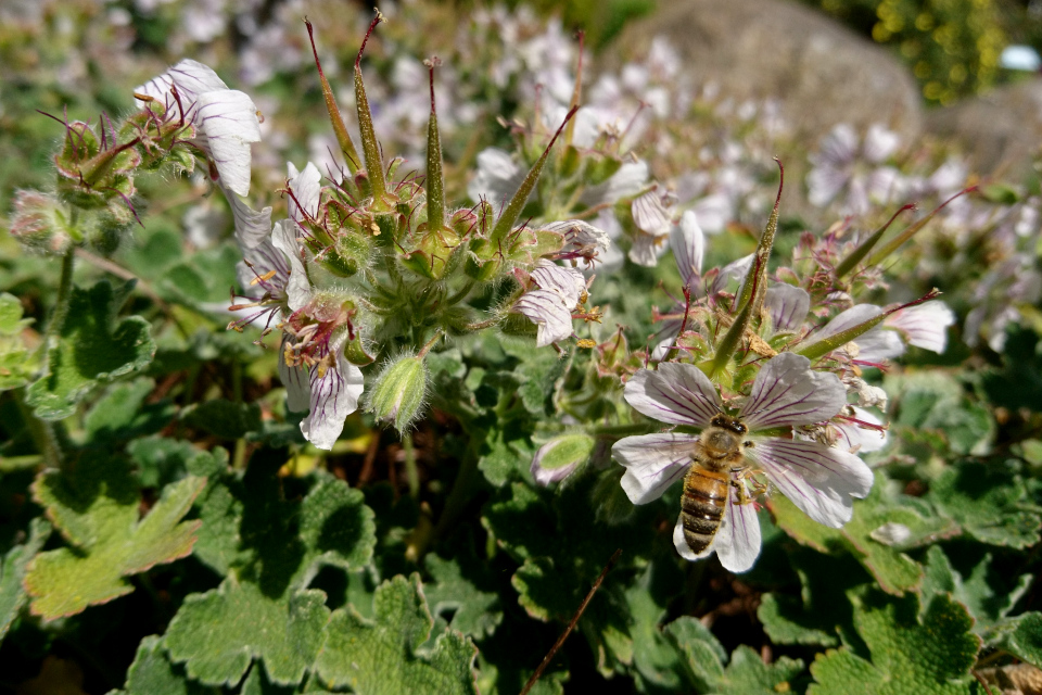 Герань Ренарда или серая (дат. Kaukasisk storkenæb, лат. Geranium renardii). Ботанический сад Орхус 28 мая 2023, Дания 