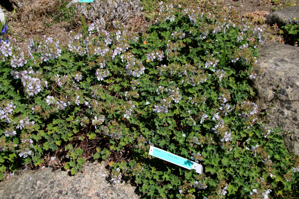 Герань Ренарда или серая (дат. Kaukasisk storkenæb, лат. Geranium renardii). Ботанический сад Орхус 28 мая 2023, Дания 