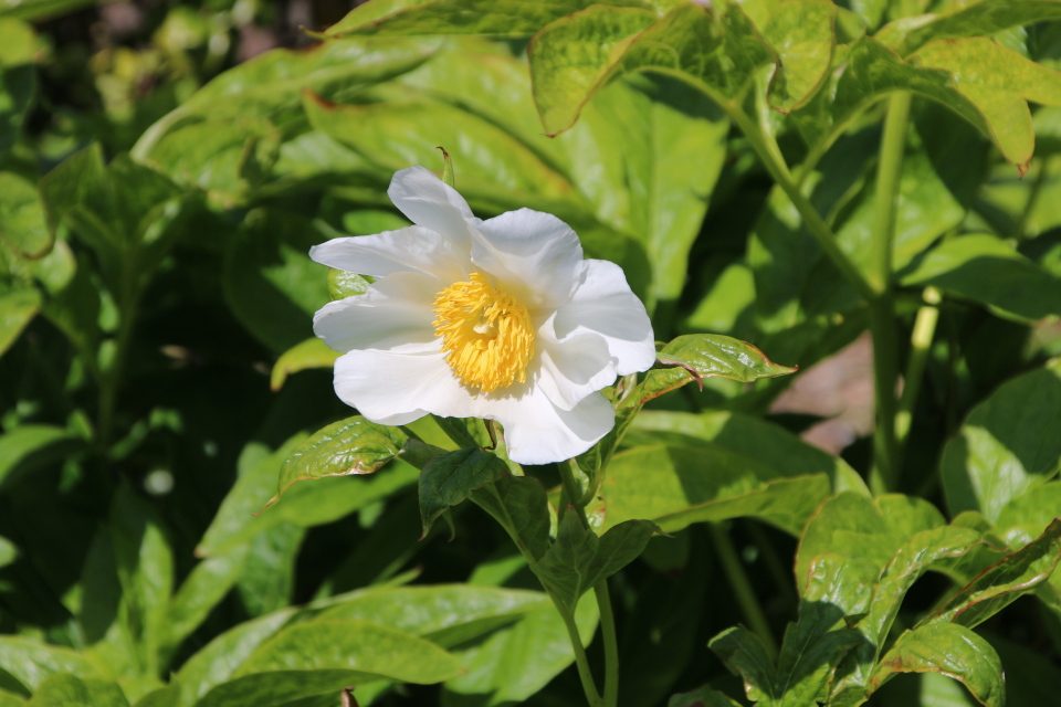 Пион Делавея (дат. Yunnantræpæon, лат. Paeonia delavayi). Ботанический сад Орхус 28 мая 2023, Дания 