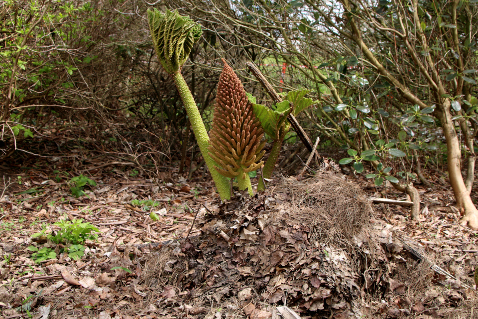 Гуннера влагалищная (дат. Mammutblad, лат. Gunnera manicata). Ботанический сад Орхус, Дания. 30 апреля 2023