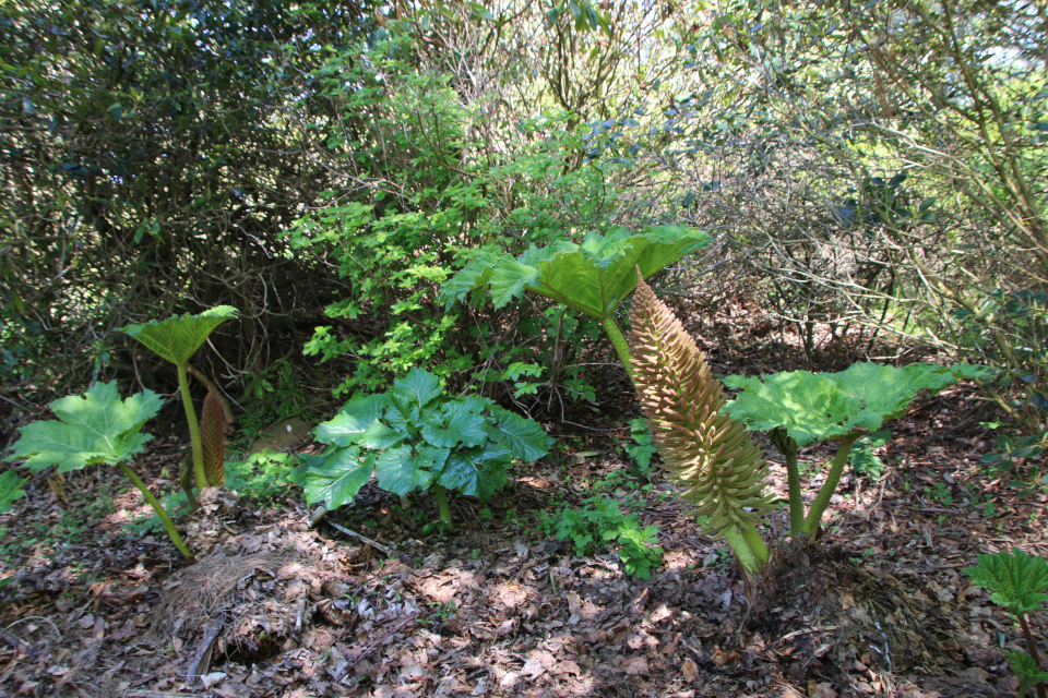 Гуннера влагалищная (дат. Mammutblad, лат. Gunnera manicata). Ботанический сад Орхус 12 мая 2023, Дания 