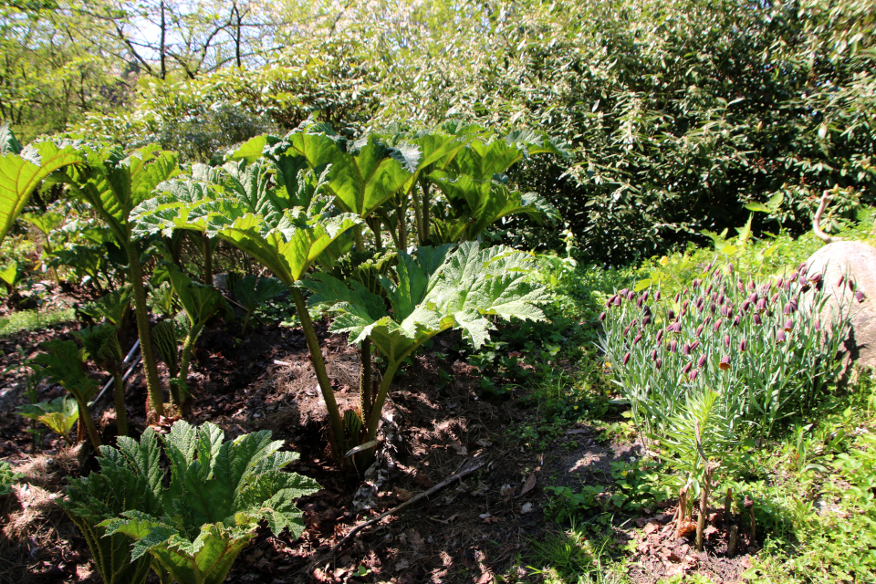 Гуннера влагалищная (дат. Mammutblad, лат. Gunnera manicata). Ботанический сад Орхус 12 мая 2023, Дания 