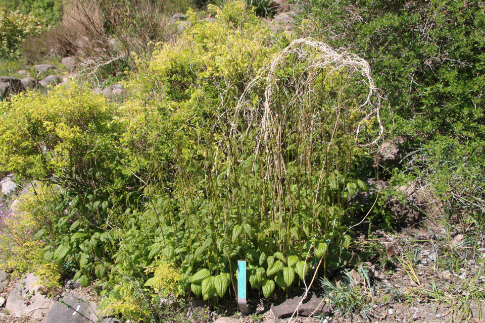 Диоскорея кавказская (лат. Dioscorea caucasica). Ботанический сад Орхус 12 мая 2023, Дания 