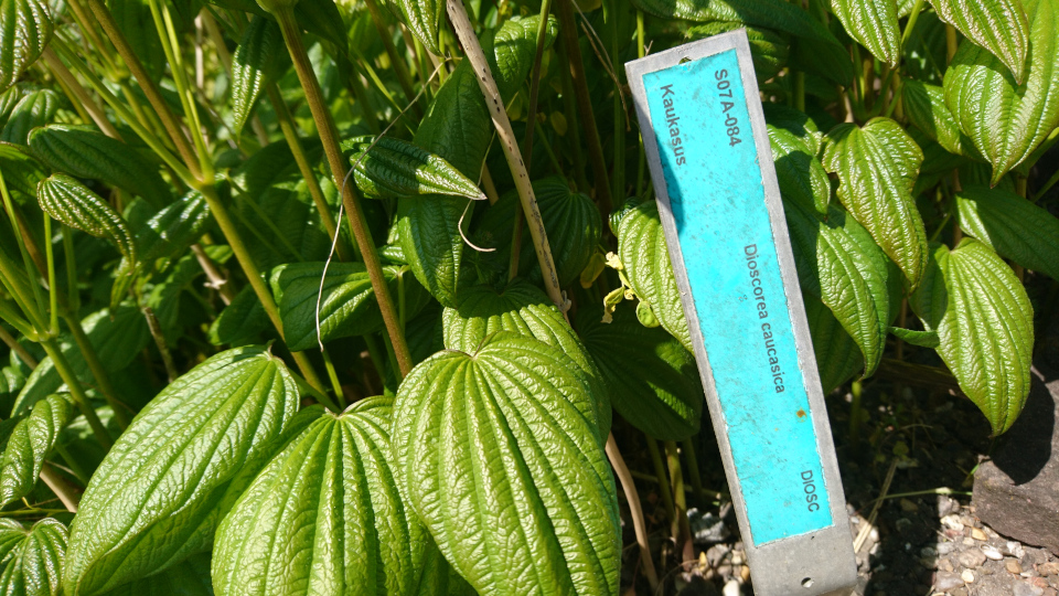 Диоскорея кавказская (лат. Dioscorea caucasica). Ботанический сад Орхус 12 мая 2023, Дания 