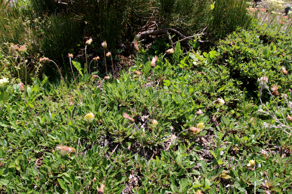 Дриада Драммонда (дат. Bjerg rypelyng, лат. Dryas drummondii). Ботанический сад Орхус 28 мая 2023, Дания 