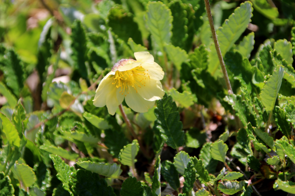 Дриада Драммонда (дат. Bjerg rypelyng, лат. Dryas drummondii). Ботанический сад Орхус 28 мая 2023, Дания 