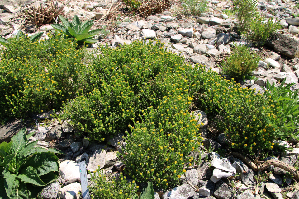 Дрок испанский (дат. Spansk visse, лат. Genista hispanica). Ботанический сад Орхус 12 мая 2023, Дания 