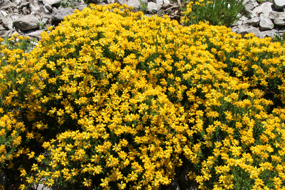 Дрок испанский (дат. Spansk visse, лат. Genista hispanica). Ботанический сад г. Орхус, Дания. 28 мая 2023 