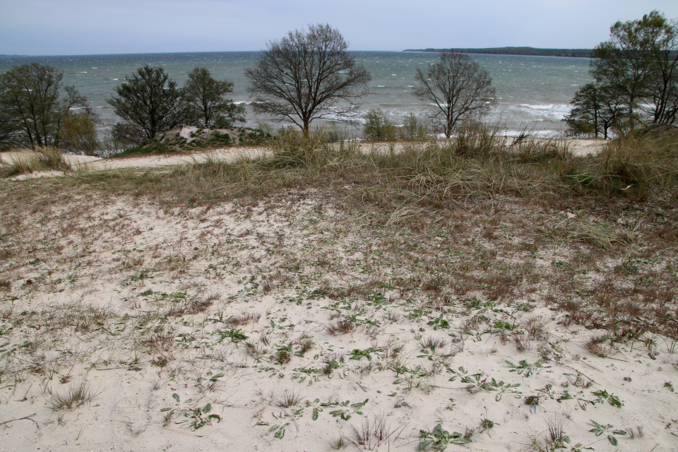 Крупка Весенняя (дат. Vårgæslingeblomst, лат.Draba verna). Дюны Видбьерг, Бёркоп, Дания. 5 мая 2023