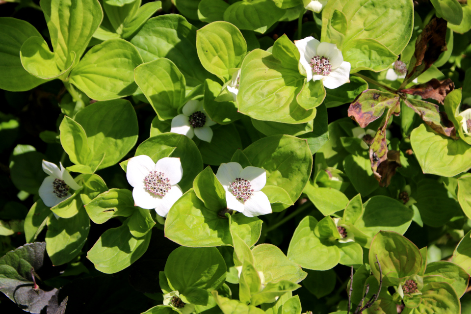 Дёрен канадский (дат. Canadisk hønsebær, лат. Cornus canadensis). Ботанический сад Орхус 28 мая 2023, Дания