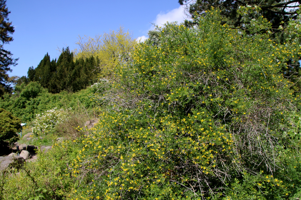 Жасмин кустарниковый (лат. Jasminum fruticans). Ботанический сад Орхус 28 мая 2023, Дания 