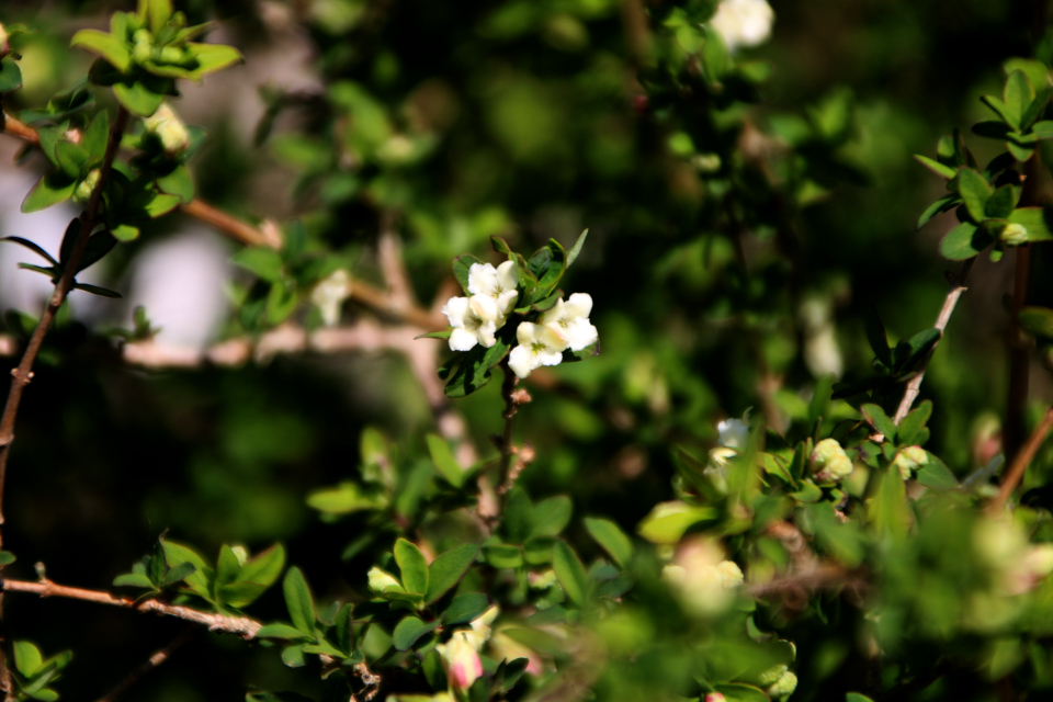 Жимолость миртовая (лат. Lonicera myrtillus Hook.f. et Thoms.). Ботанический сад Орхус 12 мая 2023, Дания 