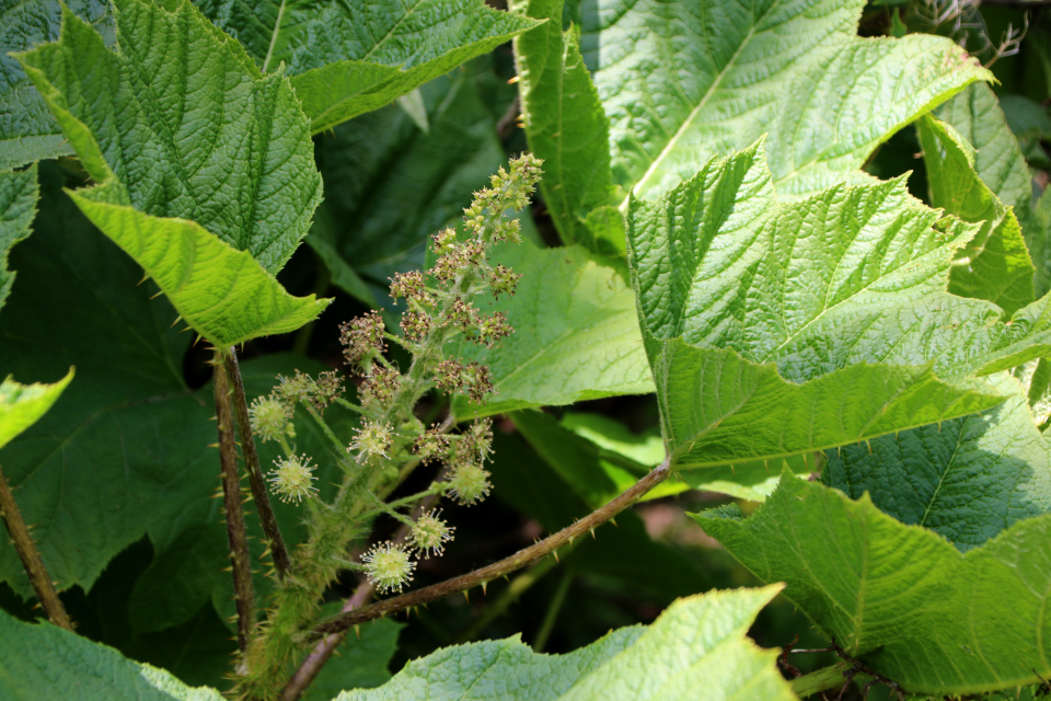 Заманиха ощетиненная (дат. Tornpanax, лат. Oplopanax horridus). Ботанический сад Орхус 28 мая 2023, Дания 