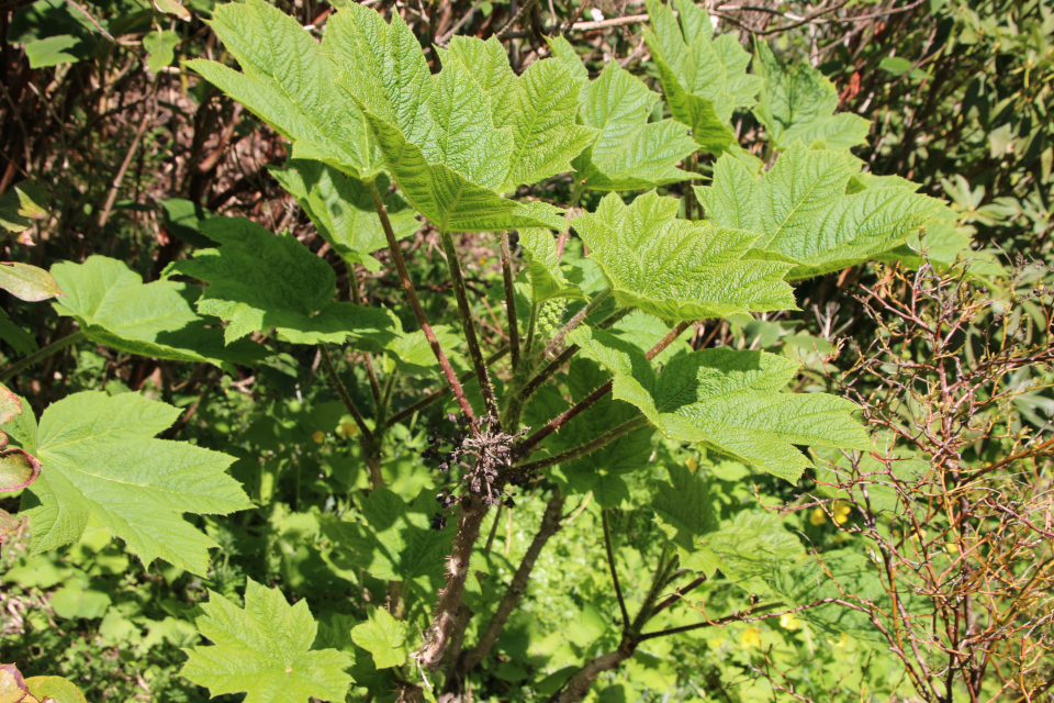 Заманиха ощетиненная (дат. Tornpanax, лат. Oplopanax horridus). Ботанический сад Орхус 12 мая 2023, Дания 