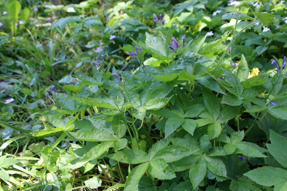 Зубянка железистая (лат. Dentaria glandulosa). Ботанический сад, 12 мая 2023. Орхус, Дания 