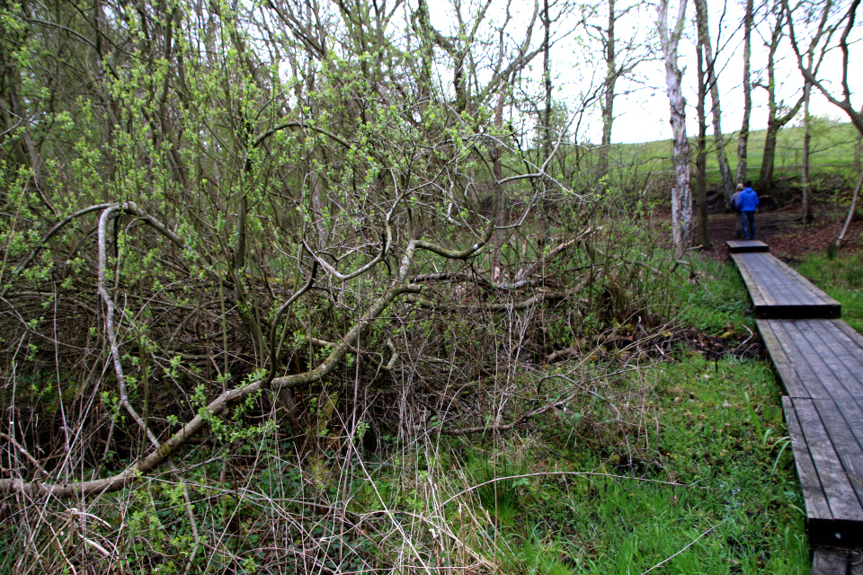 Ива пепельная (дат. Gråpil, лат. Salix cinerea). Рандс-фьорд, 6 мая 2023 