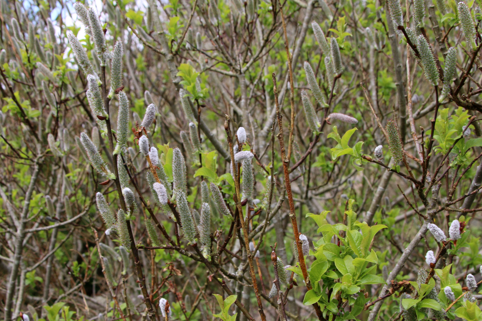 Ива ушастая (дат. Øret pil, лат. Salix aurita). Ботанический сад Орхус, Дания. 30 апреля 2023