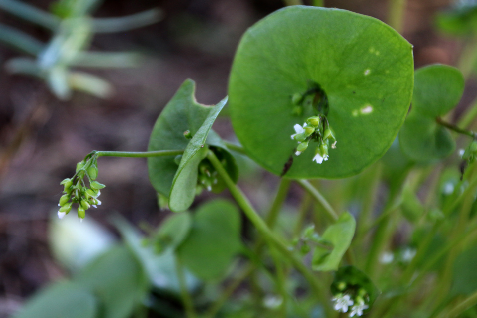 Клайтония пронзеннолистная (дат. Spiselig Vinterportulak, лат. Claytonia perfoliata), 12 мая 2023, ботанический сад, г. Орхус, Дания