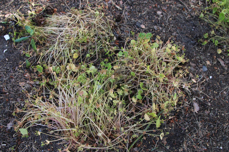 Клайтония пронзённолистная (дат. Spiselig Vinterportulak, лат. Claytonia perfoliata). Ботанический сад, г. Орхус, Дания. 28 мая 2023 