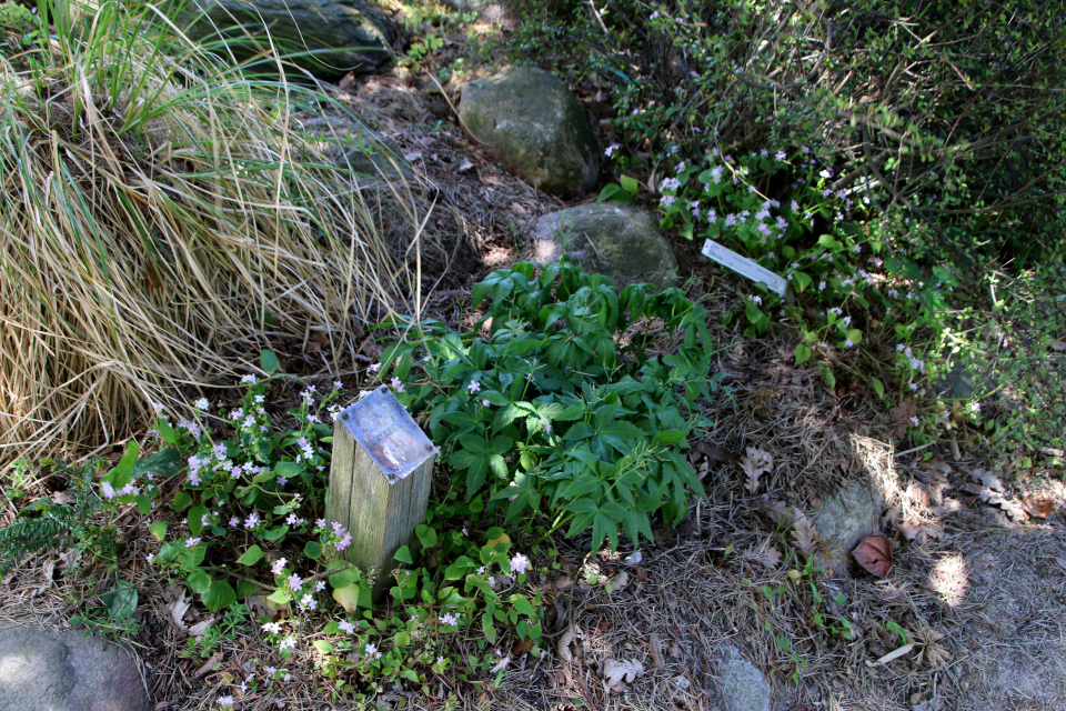 Клейтония сибирская (дат. Sibirisk Vinterportulak, лат. Claytonia sibirica). Ботанический сад Орхус 28 мая 2023, Дания 