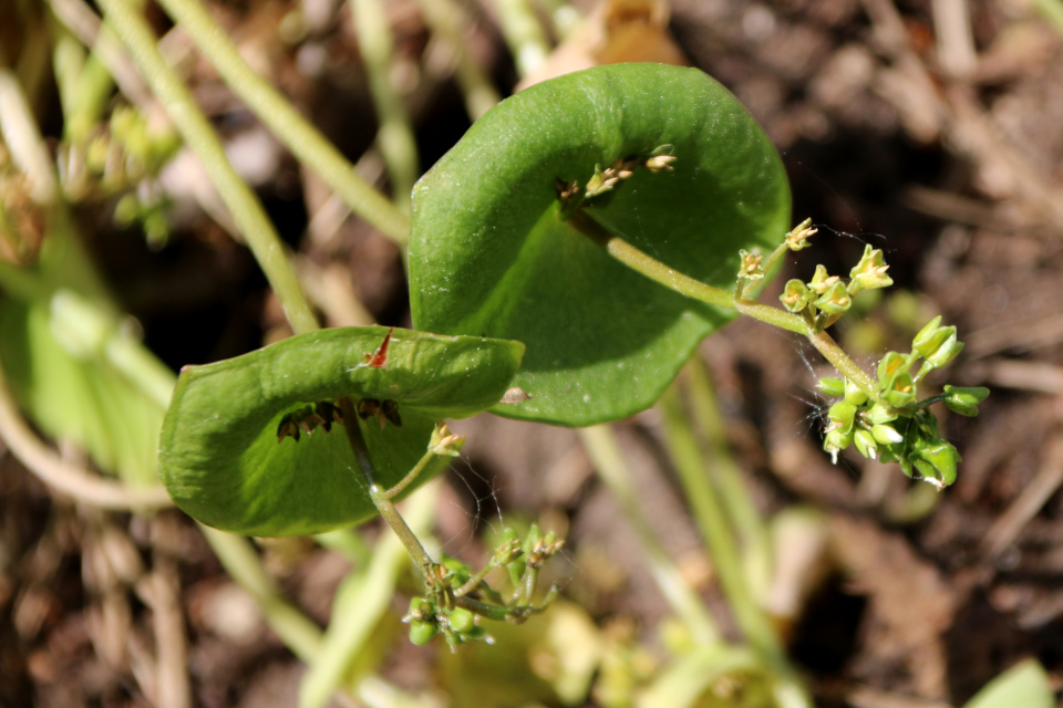 Клайтония пронзённолистная (дат. Spiselig Vinterportulak, лат. Claytonia perfoliata). Ботанический сад, г. Орхус, Дания. 28 мая 2023 