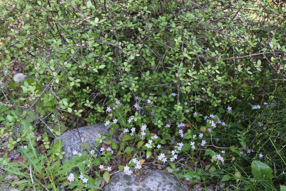 Клейтония сибирская (дат. Sibirisk Vinterportulak, лат. Claytonia sibirica). Аристотелия ягодная (Aristotelia fruticosa, Hook.f., 1852). Ботанический сад Орхус 28 мая 2023, Дания 