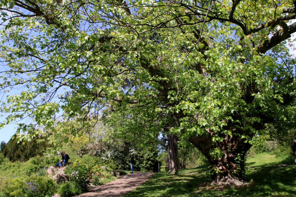 Клён красный (дат. Rød løn, лат. Acer rubrum). Ботанический сад Орхус 28 мая 2023, Дания 