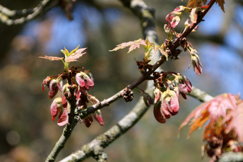 Клён красный (дат. rød løn, лат. Acer rubrum). Ботанический сад Орхус 12 мая 2023, Дания 