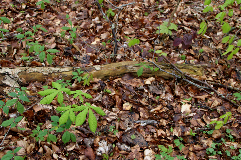 Лещина обыкновенная Пурпуреа (дат. Hasselnød, лат. Corylus avellana Purpurea) , Конский каштан (дат. Hestekastanje, лат. Aesculus hippocastanum). Рандс-фьорд, Дания. 6 мая 2023 